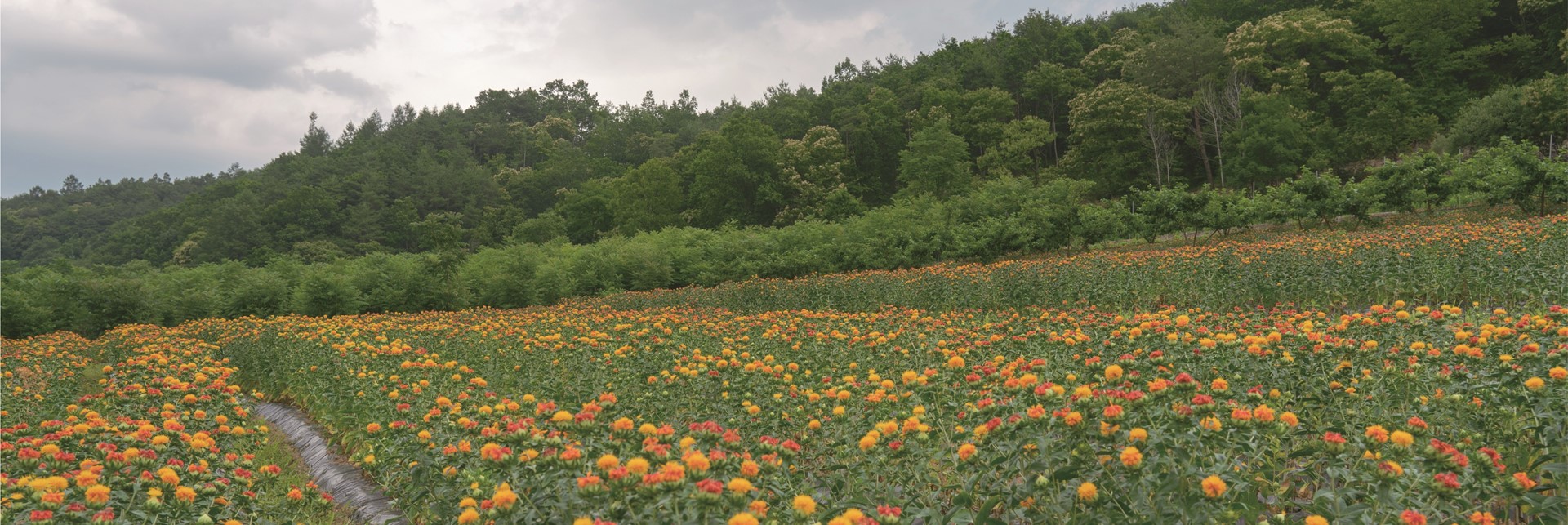 청년부농 이야기 서식07 - 통이미지(길쭉).jpg